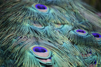 Close up of male peacock tail