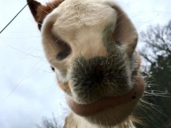 Close-up portrait of a cat