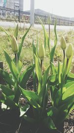 Close-up of plants in greenhouse against sky