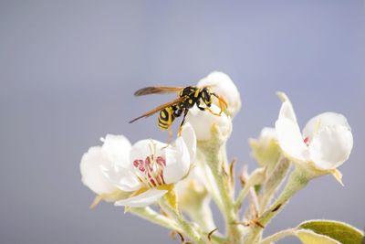 Close-up of bee on white blossom 