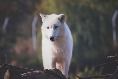 Close-up portrait of a wolf