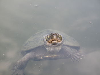 Close up of turtle in water