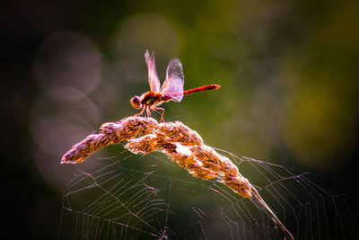 Close-up of spiders web and dragonfly in summer time 