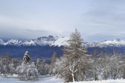 Snow covered plants and trees against sky