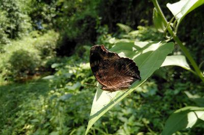 Close-up of butterfly on flower