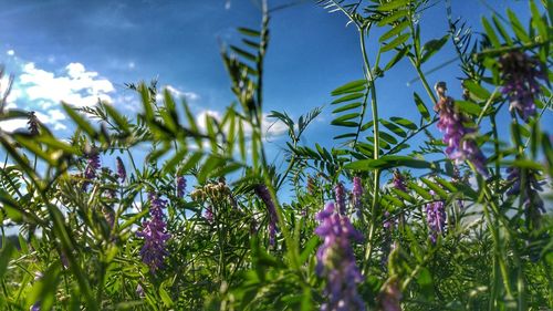 Close-up of plants against sky