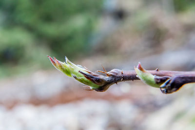 Close-up of buds against blurred background