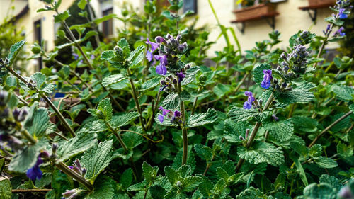 Close-up of purple flowers