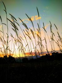 Silhouette plants on field against sky during sunset