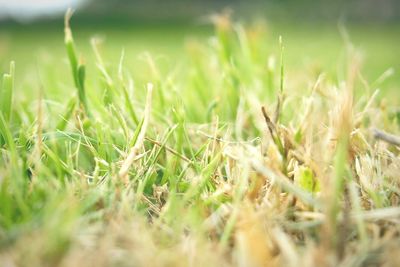 Close-up of crops growing on field