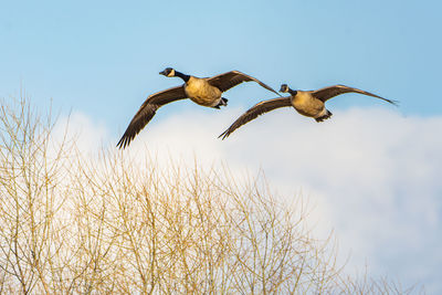 Two canadien geese, branta canadensis, fly over a wetland in culver, indiana