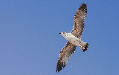 Low angle view of eagle flying against clear blue sky