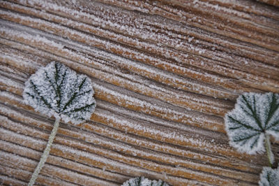Close-up of frosted leaves on table