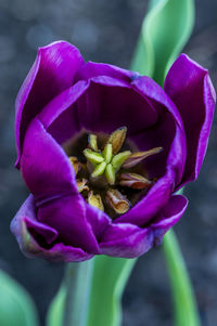 Close-up of pink rose flower