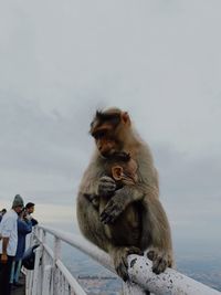 Close-up of mother monkey
