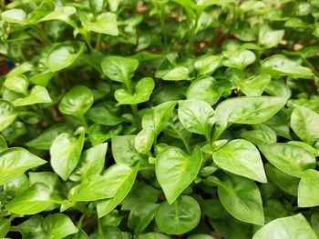 Full frame shot of green leaves