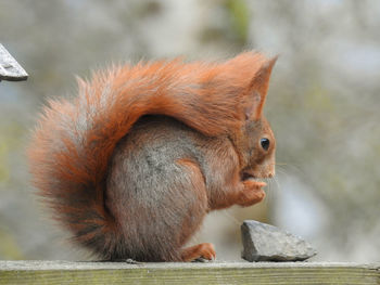 Close-up of squirrel eating outdoors
