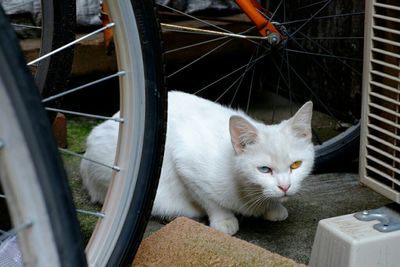 Portrait of cat