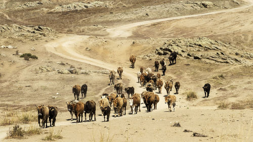 View of horses on field