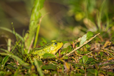 A beautiful common green water frog enjoying sunbathing in a natural habitat at the forest pond. 