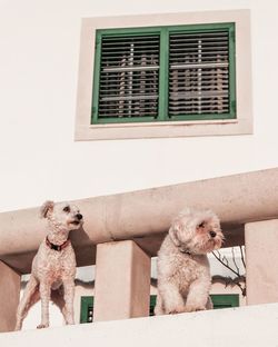 Portrait of dog sitting outdoors