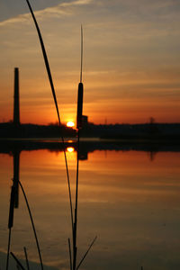 Scenic view of reed by river against orange sky