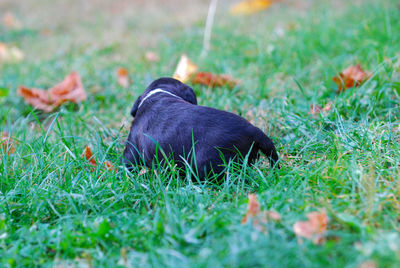 Black bird on grass