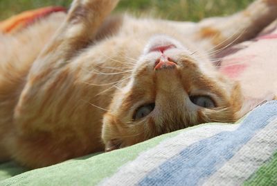 Close-up of a cat