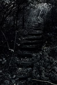 High angle view of trees growing in forest