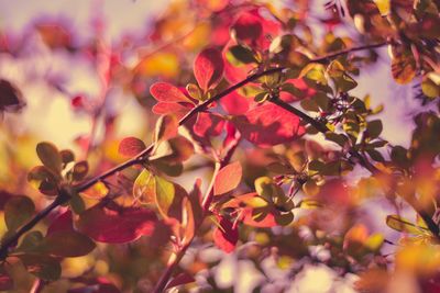 Close-up of pink flowering plants