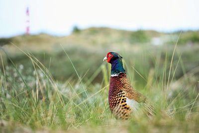 Bird perching on grassy field against sky