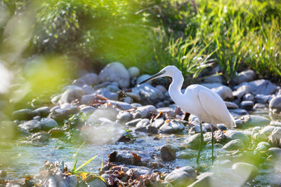 White heron hunting for fish