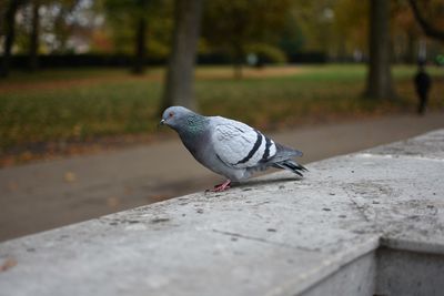 Close-up of pigeon perching on retaining wall