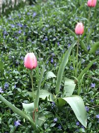 Close-up of tulip tulips growing on field