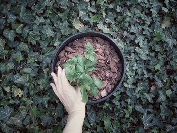 Red zone italia day thirtythree - high angle view of person hand holding leaves