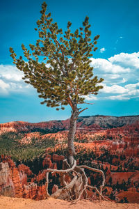 Tree on field against sky