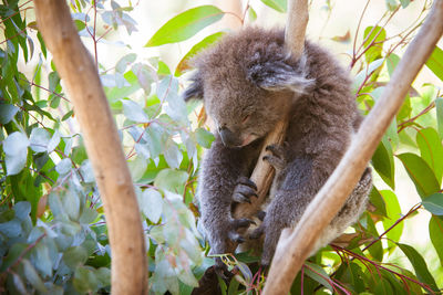 Low angle view of cat sleeping on tree