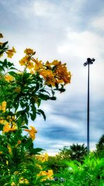 Low angle view of trees against cloudy sky