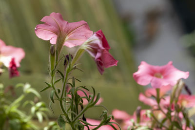 Close-up of pink flowering plant