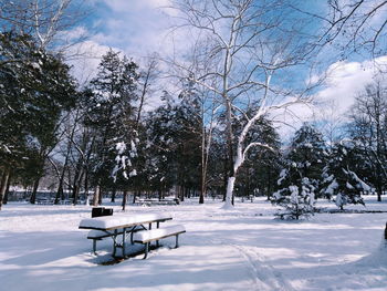 Trees in park during winter