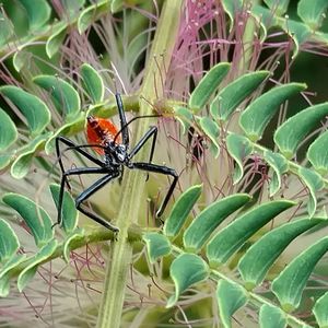 Close-up of insect on plant