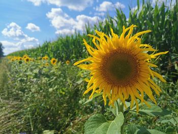 Close-up of yellow flowering plant on field