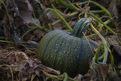 Close-up of pumpkins on field