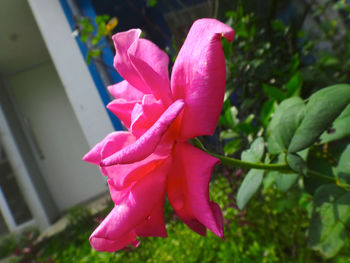 Close-up of pink flower