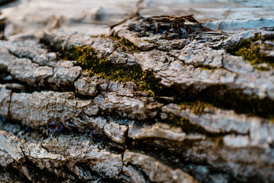 Close-up of lichen on tree trunk