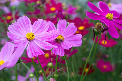 Close-up of pink cosmos flowers