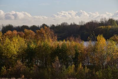 Scenic view of lake in forest against sky