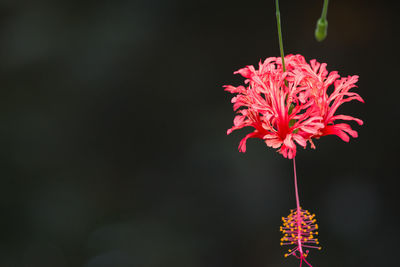 Close-up of hibiscus flower blooming at park