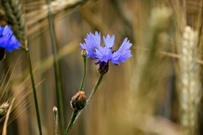 Close-up of purple flower blooming outdoors