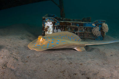 Close-up of fish swimming in sea